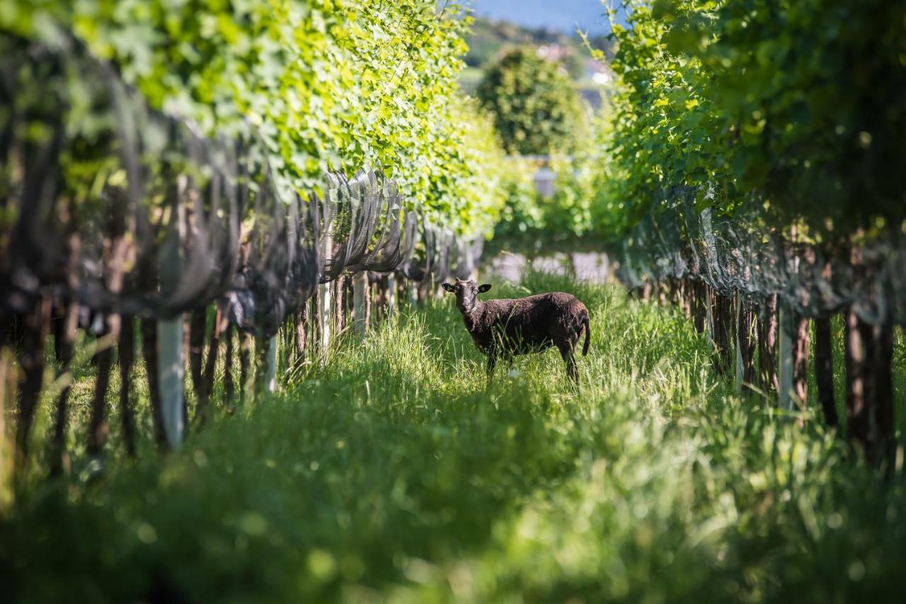 Apartamento Lochererhof Appiano Sulla Strada Del Vino Exterior foto